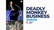Critics hit Elon Musk's Nueralink with claims of animal cruelty, as 15 monkeys died or were euthanized in 2020 following the company's experimentation.