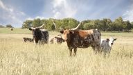 Texas ranchers are rushing to get cattle sold due to drought and inflation.