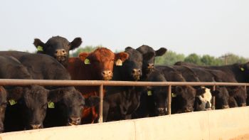 As record heat hits parts of the Untied States, Reuters reported a heat wave killed so many cattle, some had to be disposed at a Kansas landfill.