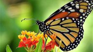 They’re considered by many to be one of the most iconic, recognizable insects in North America. Now, monarch butterflies are endangered.