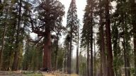 One of the world’s oldest trees is safe, but wildfires in Yosemite National Park are still threatening the 3000-year-old “Grizzly Giant.”