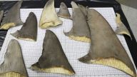A shark fin trade complaint filed in Miami federal court accuses a Florida exporter of falsely labeling 5,666 pounds of shark fins as lobsters.
