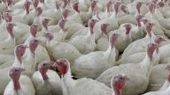 According to a report from Reuters, the ongoing bird flu outbreak has led to a near-record number of poultry deaths in the United States.