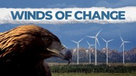 After repopulation efforts, more than 316,000 bald eagles exist in the U.S., but 30,000 golden eagles are at risk, thanks to Wyoming's wind farms.