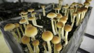 Colorado became the second state to decriminalize psychedelic mushrooms after voters passed a ballot initiative at the midterm elections.