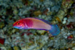The rose-veiled fairy wrasse was discovered in an area known as the "Twilight Zone" in the Indian Ocean. 