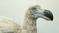 Genetic engineering company Colossal Biosciences announced its scientists are planning to bring back the dodo bird.