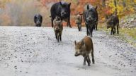 Researchers in Canada say hybrid "super pigs" could soon invade the northern United States, if they haven’t already.
