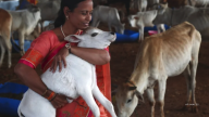 India's government has withdrawn its appeal to celebrate Valentine's Day as "Cow Hug Day" to promote Hindu values.
