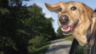 A proposed bill from Florida would ban pet owners from allowing dogs to stick their heads out of car window or sit in the driver's lap.