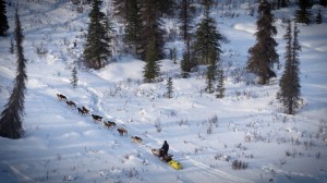 The 1,000-mile Iditarod is an annual physical challenge for both humans and dogs through the Alaskan wilderness.
