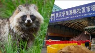 A new report suggests raccoon dogs may have been "carrying and possibly shedding the virus" in the early days of the COVID-19 pandemic.