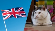UK officials considered mass exterminating the country's cat population at the COVID-19 pandemic's onset, an ex-health minister said.