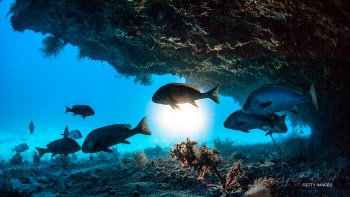 A new UN accord called the 'High Seas Treaty' will designate 30% of the world's oceans as protected areas by 2030.